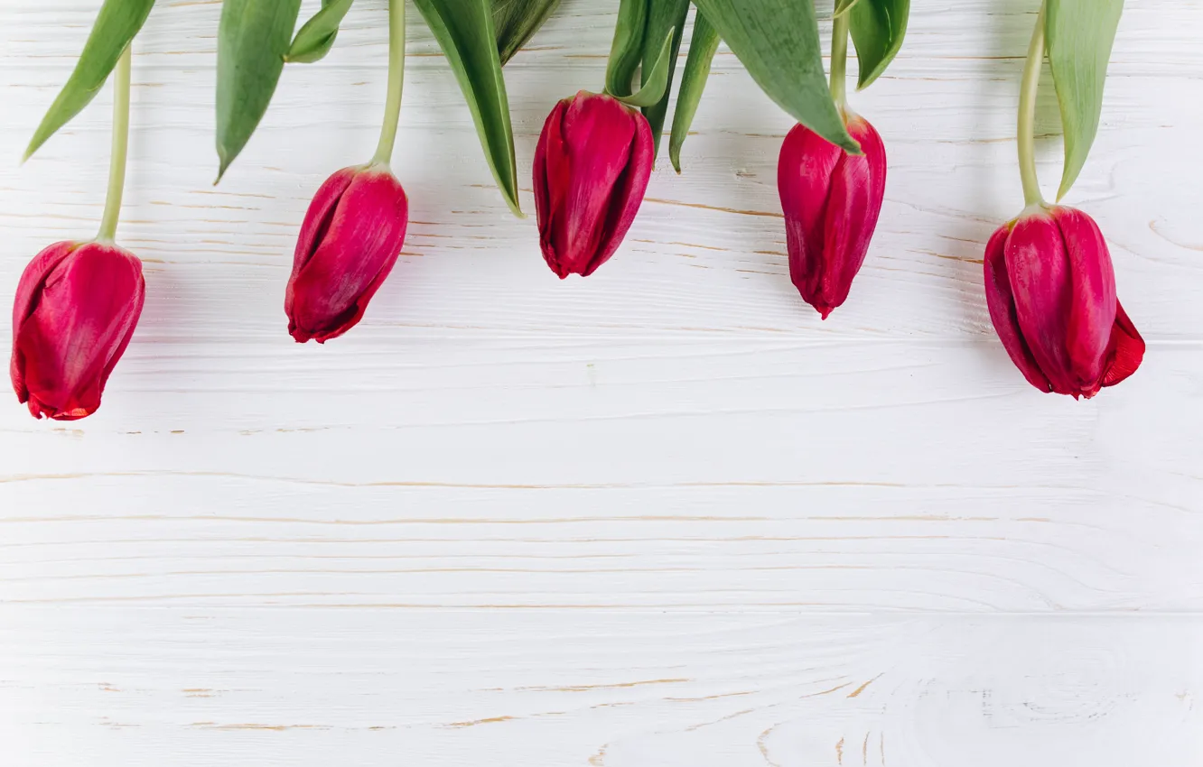 Photo wallpaper flowers, tulips, flowers, tulips, purple