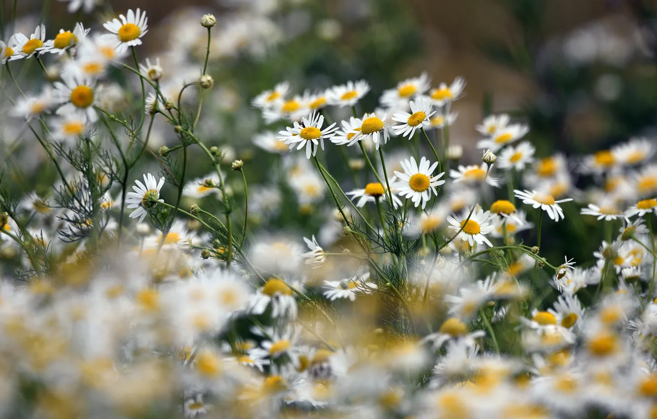 Photo wallpaper summer, flowers, chamomile, meadow, white, field, a lot