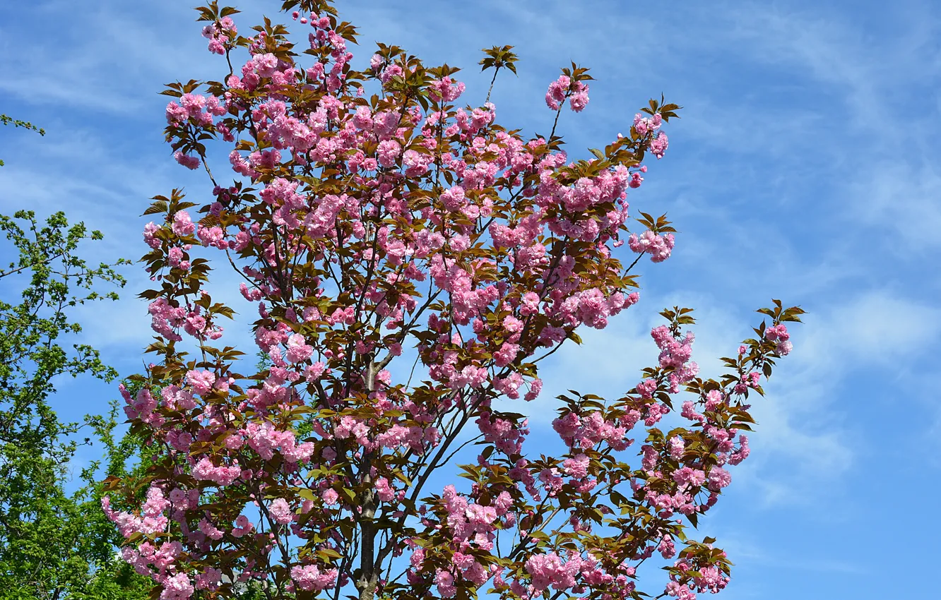 Photo wallpaper Spring, Spring, Flowering, Flowering