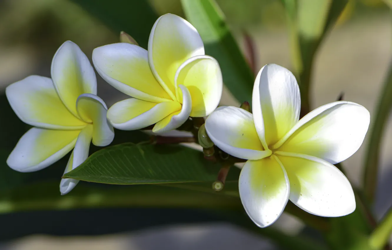 Photo wallpaper flowers, close-up, yellow, white, plumeria