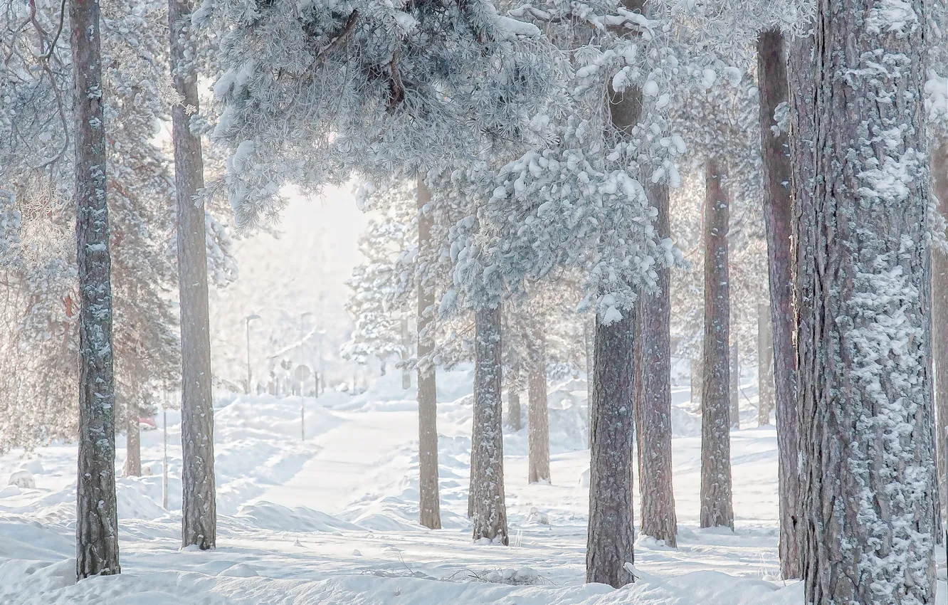Photo wallpaper winter, forest, snow, trees, pine