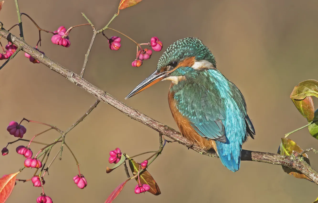 Photo wallpaper branches, bird, Kingfisher, brushline