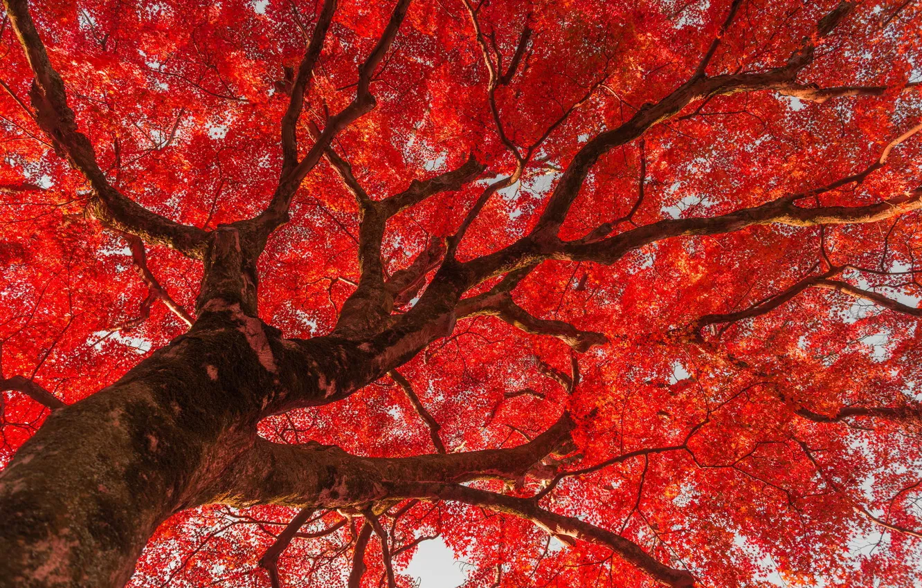 Photo wallpaper leaves, Park, tree, China, red