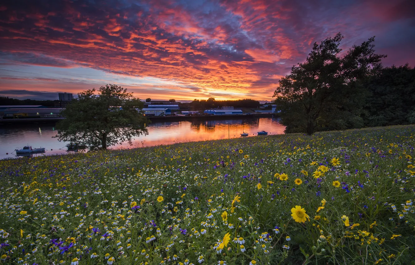 Photo wallpaper sunset, flowers, river, meadow