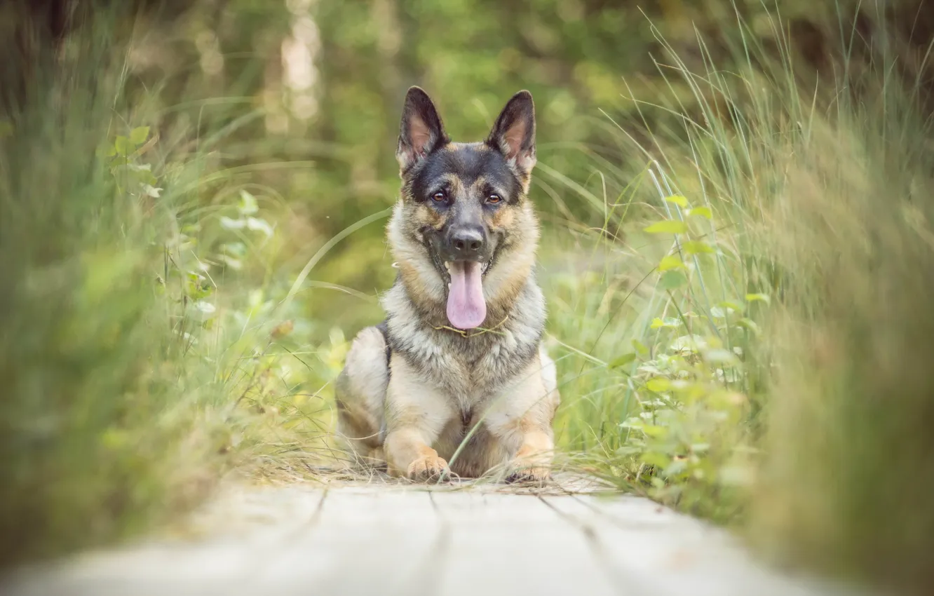 Photo wallpaper look, each, dog