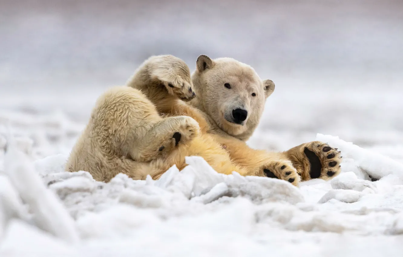 Photo wallpaper winter, snow, pose, paws, lies, polar bear