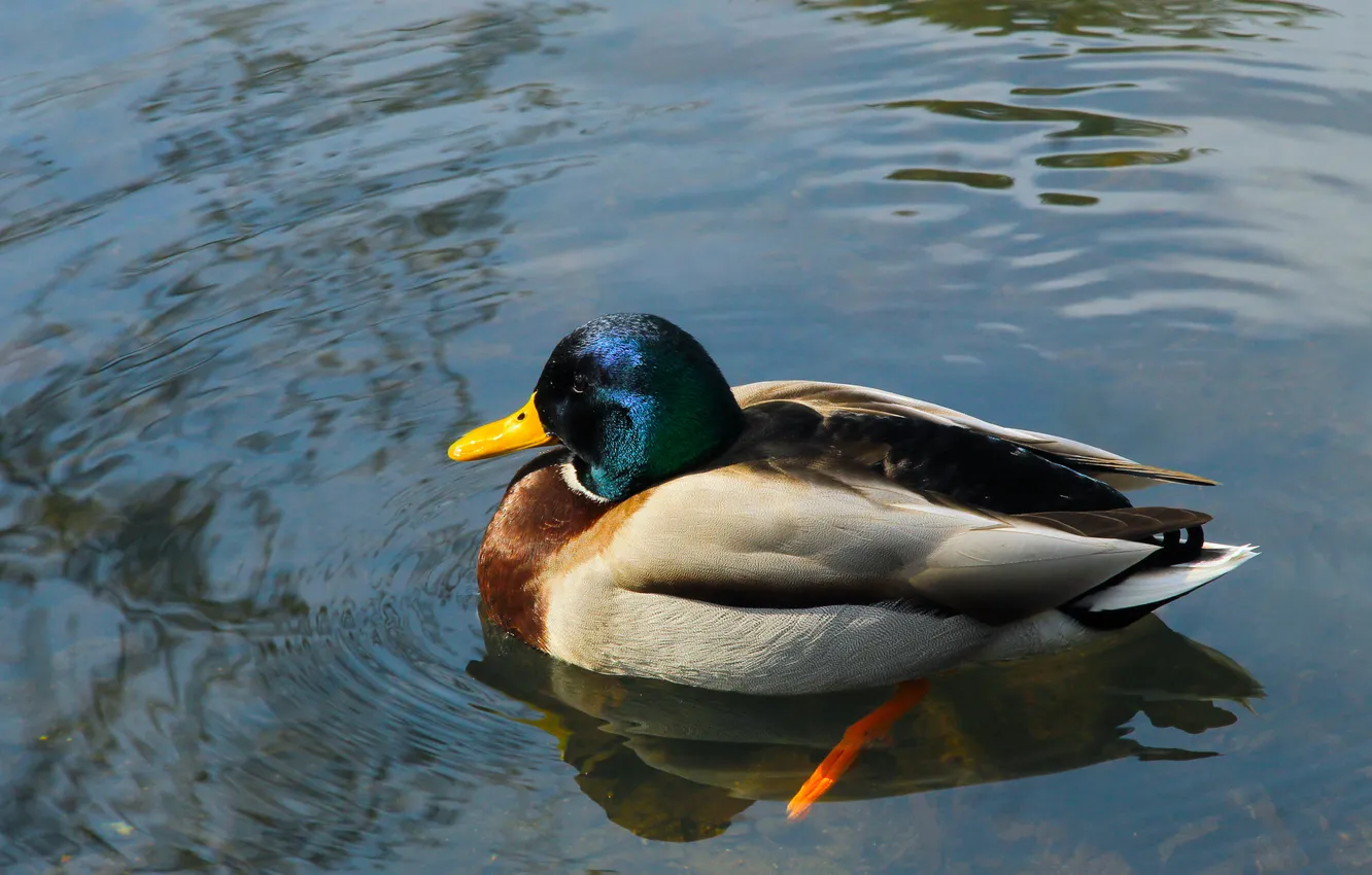 Photo wallpaper bird, water, pond, duck
