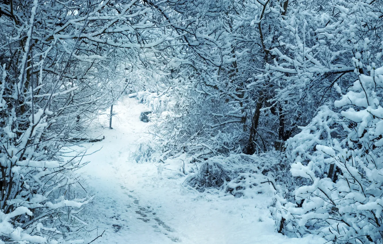 Photo wallpaper snow, ate, the snow