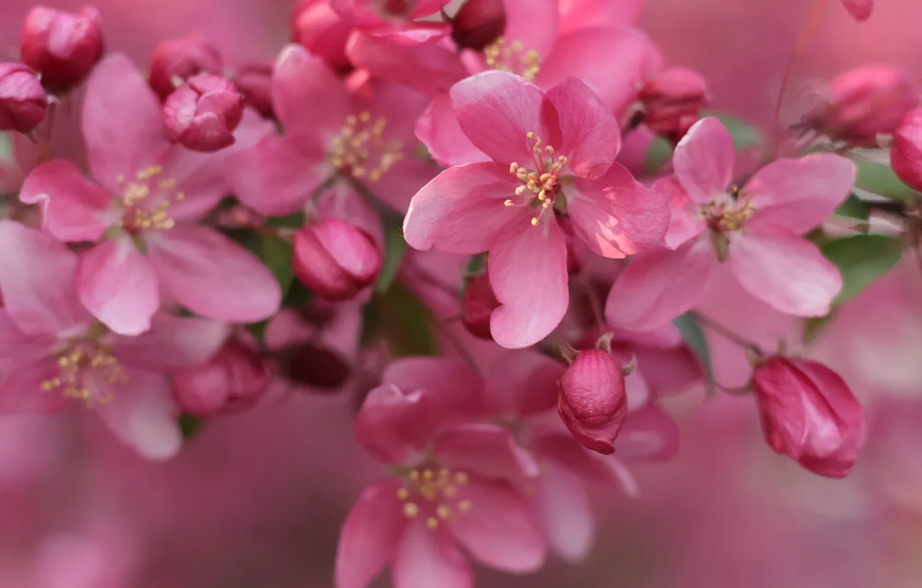 Photo wallpaper pink, flowers, cherry