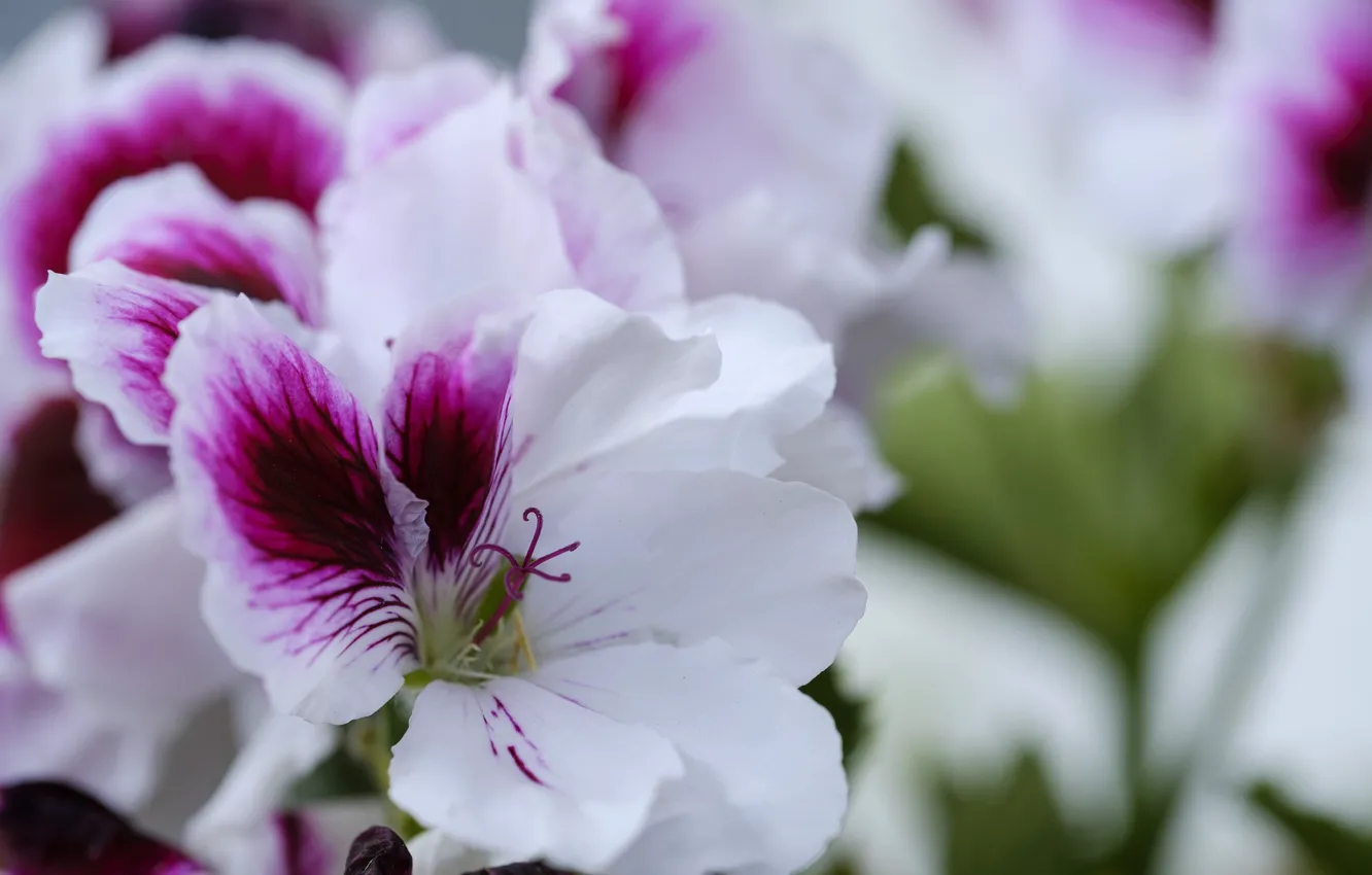 Photo wallpaper flowers, white and purple, Geranium