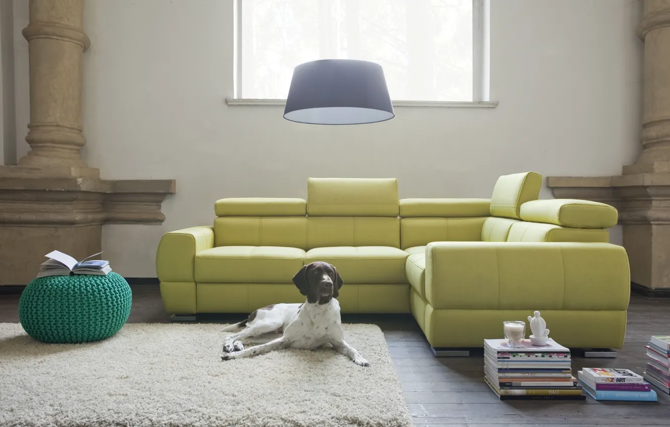 Photo wallpaper design, style, room, interior, dog, living room