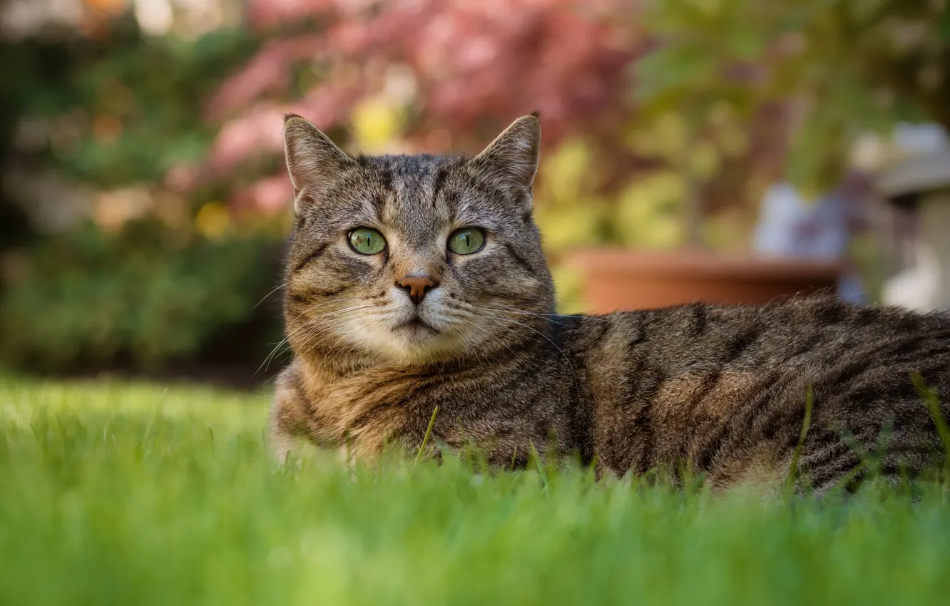 Photo wallpaper cat, summer, grass, cat, look, face, pose, grey