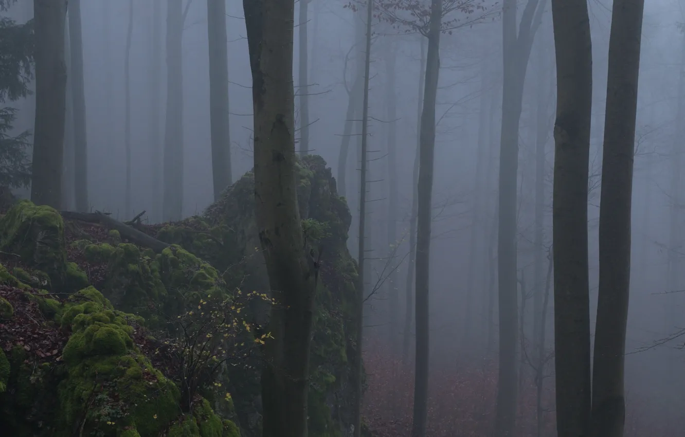 Photo wallpaper forest, trees, nature, fog, moss, Niklas Hamisch