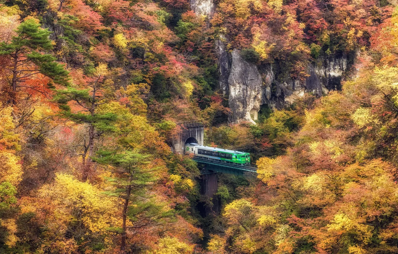Photo wallpaper autumn, forest, train, the tunnel