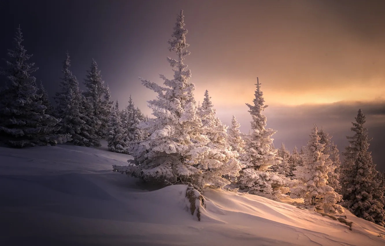 Photo wallpaper winter, forest, snow, sunset, fog, slope, the snow, Christmas trees