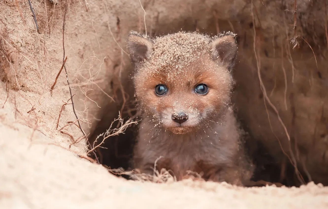 Photo wallpaper sand, look, Nora, baby, Fox, face, Fox, silly people