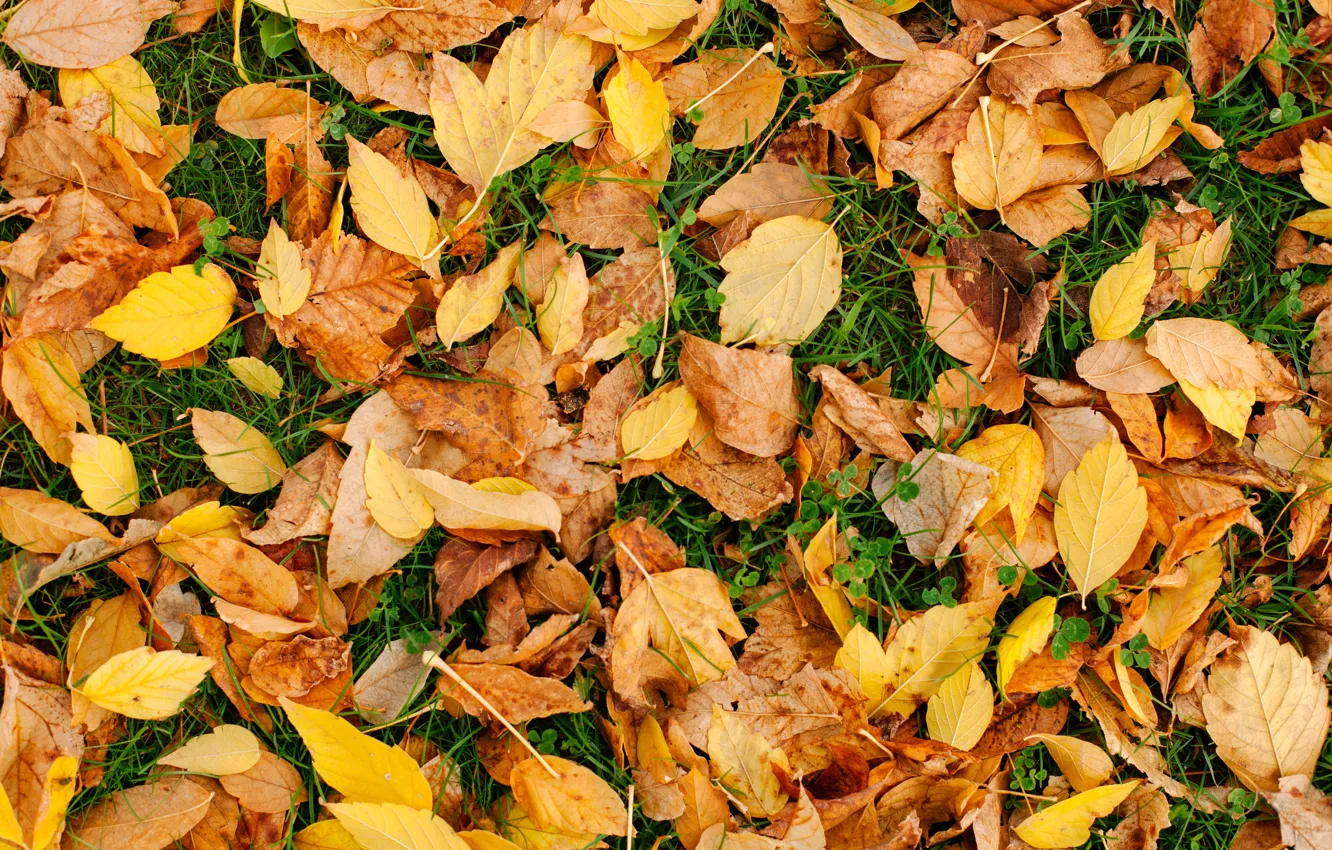 Photo wallpaper autumn, grass, leaves, yellow, background, colorful, lawn, yellow