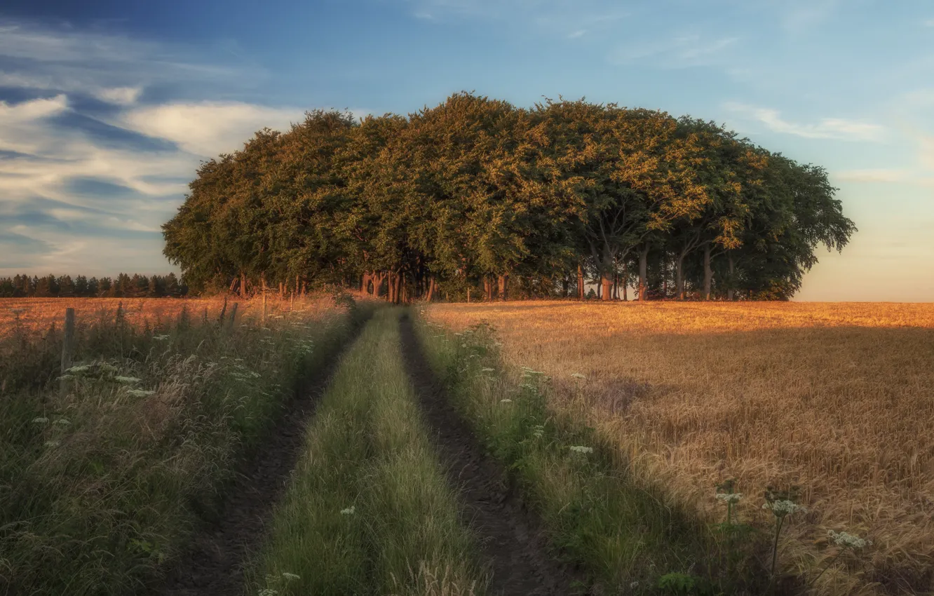 Photo wallpaper road, field, grass, clouds, light, trees, track, ears