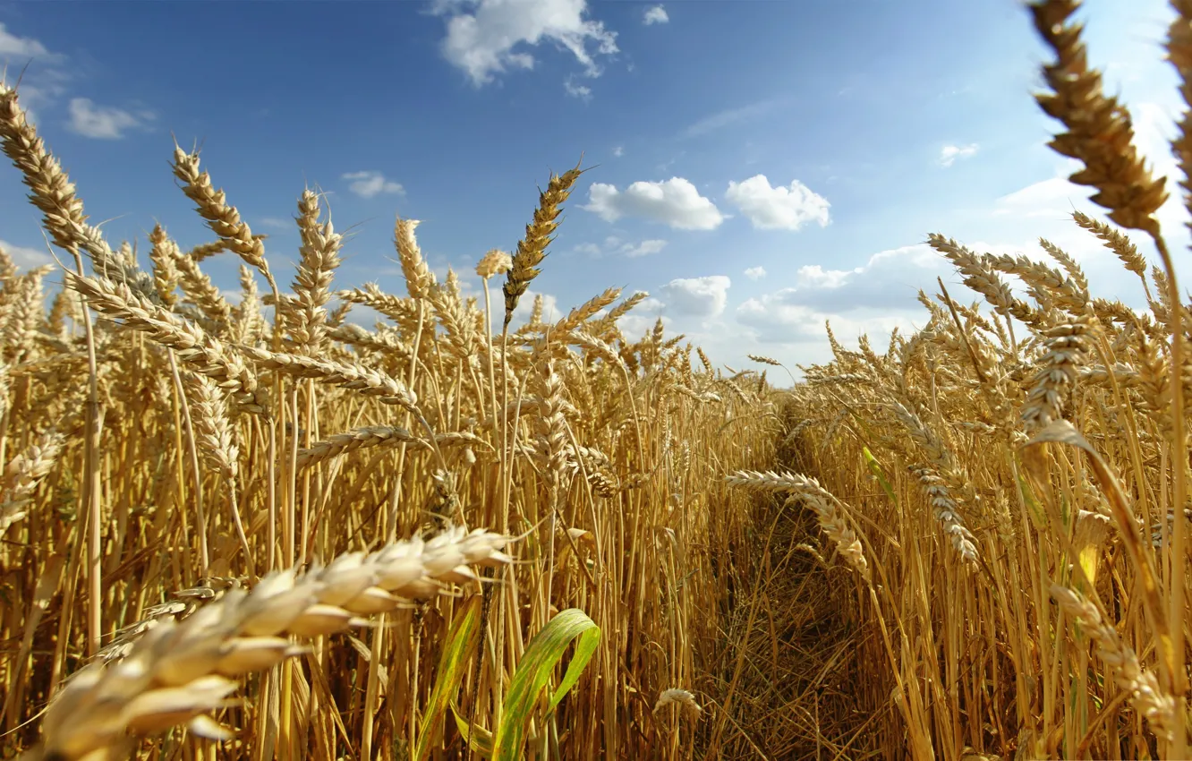 Photo wallpaper wheat, field, the sky, harvest
