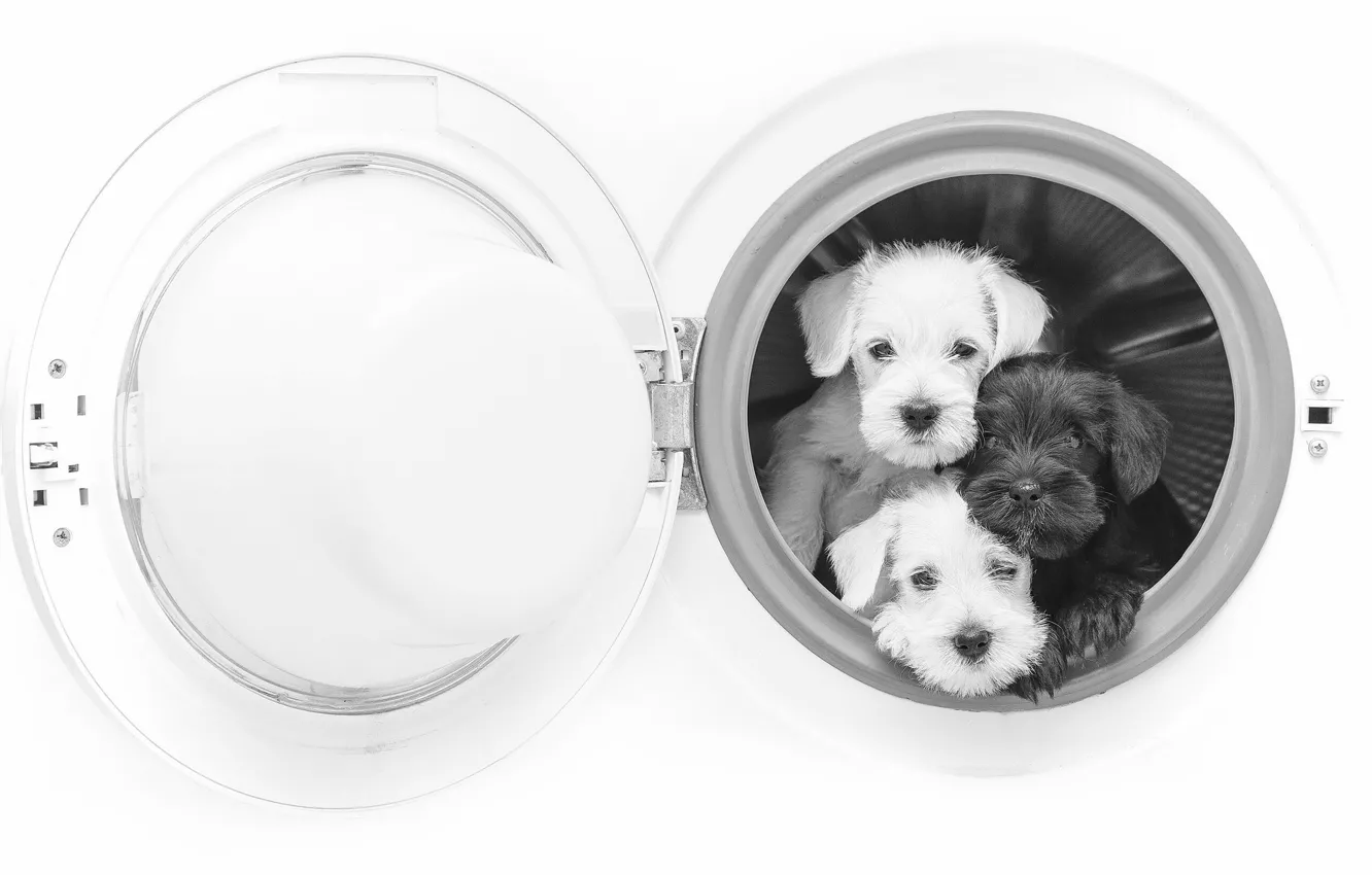 Photo wallpaper dogs, puppies, black and white, trio, monochrome, washing machine, Trinity