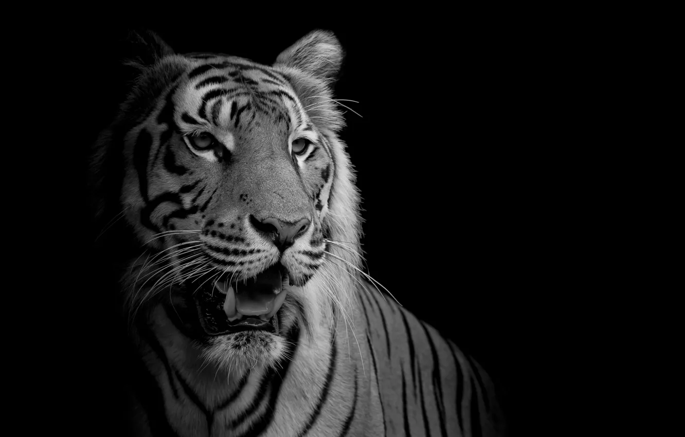 Photo wallpaper white, black, tiger, feline