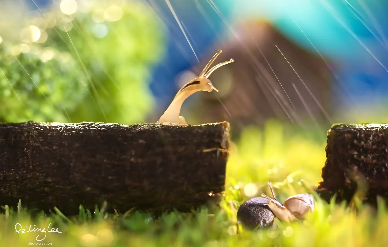 Photo wallpaper macro, rain, snail