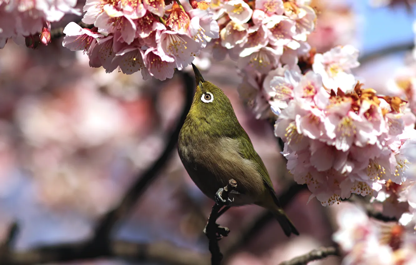 Photo wallpaper flowers, branches, bird, spring, Sakura, white-eyed, white eye, white-eye