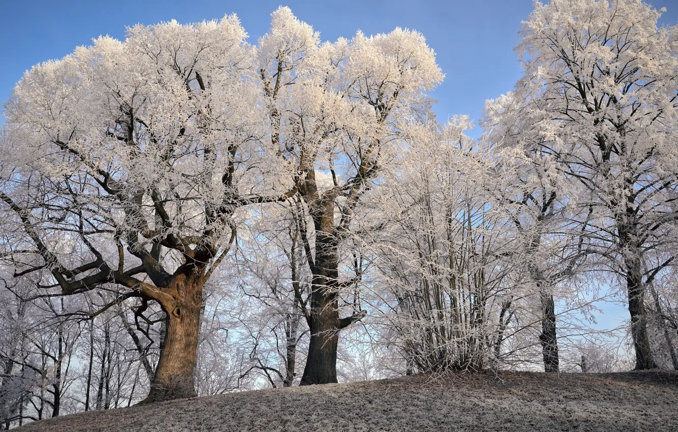 Photo wallpaper winter, trees, nature