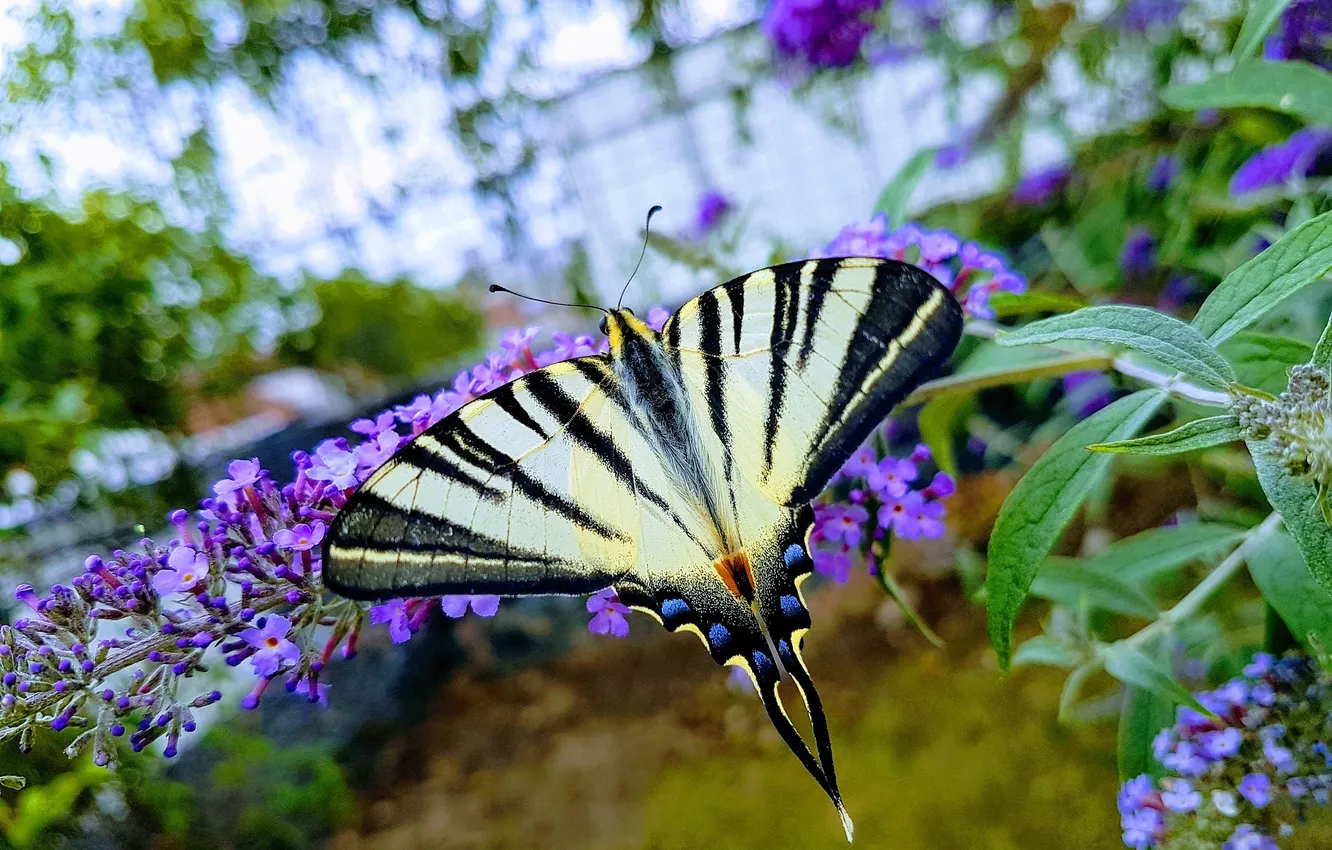 Photo wallpaper flowers, macro, butterfly, wings, beautiful, closeup