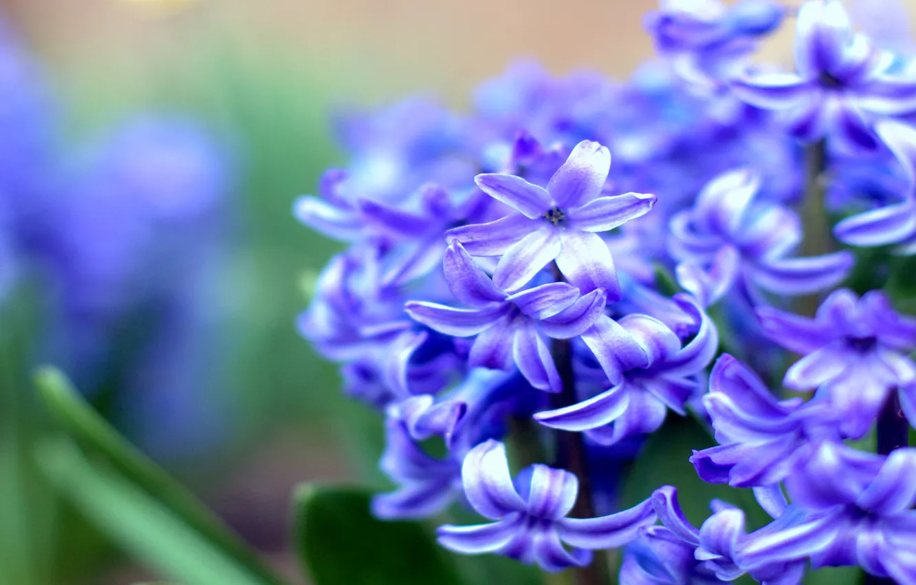 Photo wallpaper macro, flowers, blue, spring, blur, hyacinths