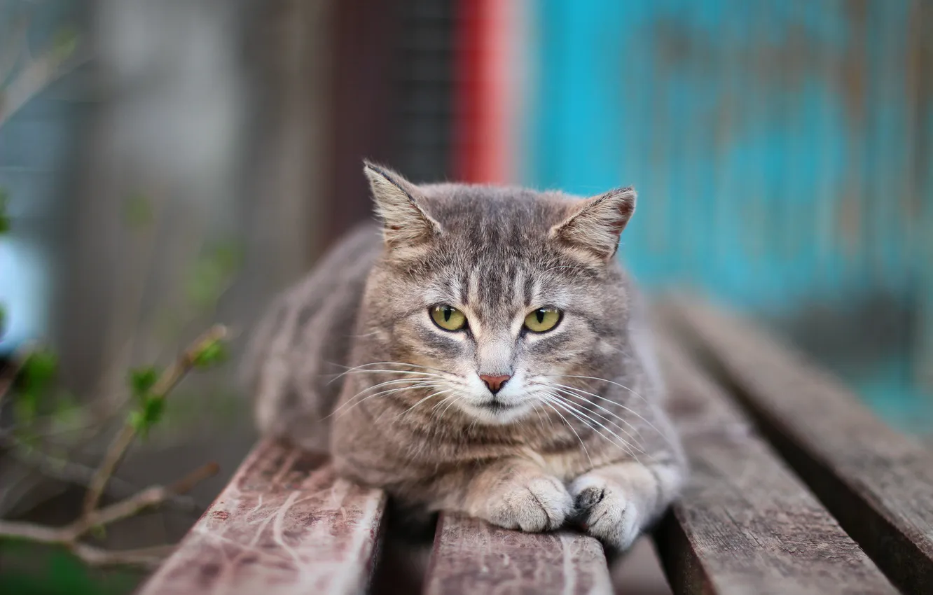 Photo wallpaper eyes, mustache, look, Koshak, Tomcat