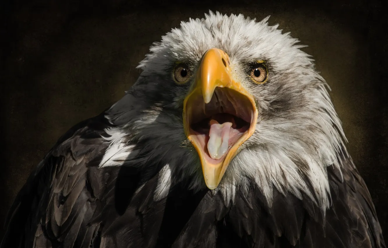 Photo wallpaper macro, bird, eagle
