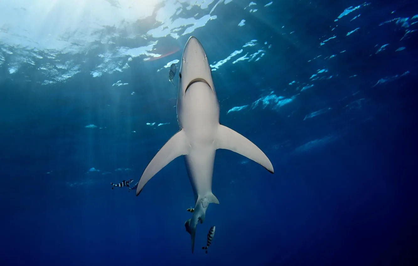 Photo wallpaper underwater, shark, Azores, Blue Shark