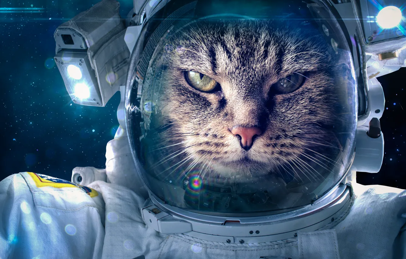 Photo wallpaper fantasy, cat, space suit