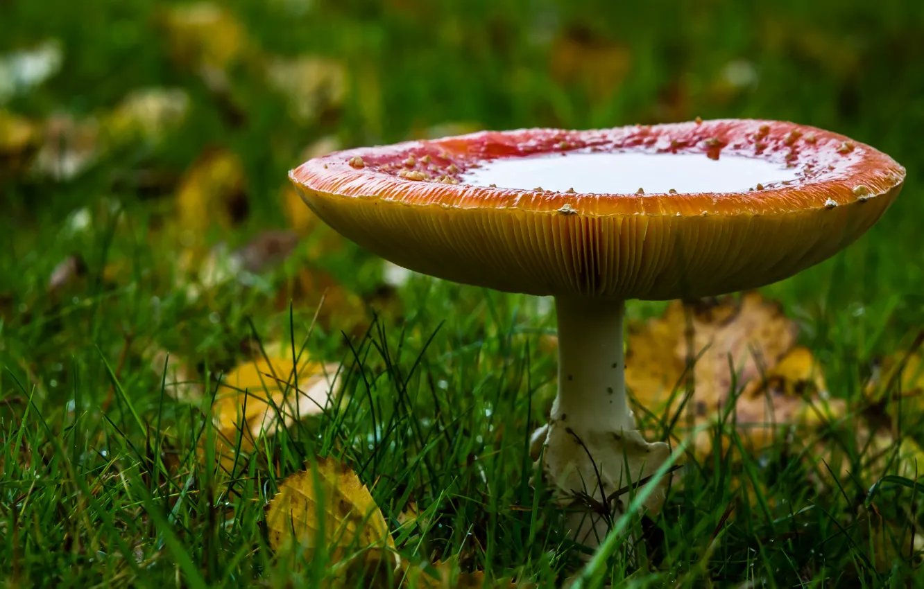 Photo wallpaper mushrooms, mushroom, Amanita muscaria