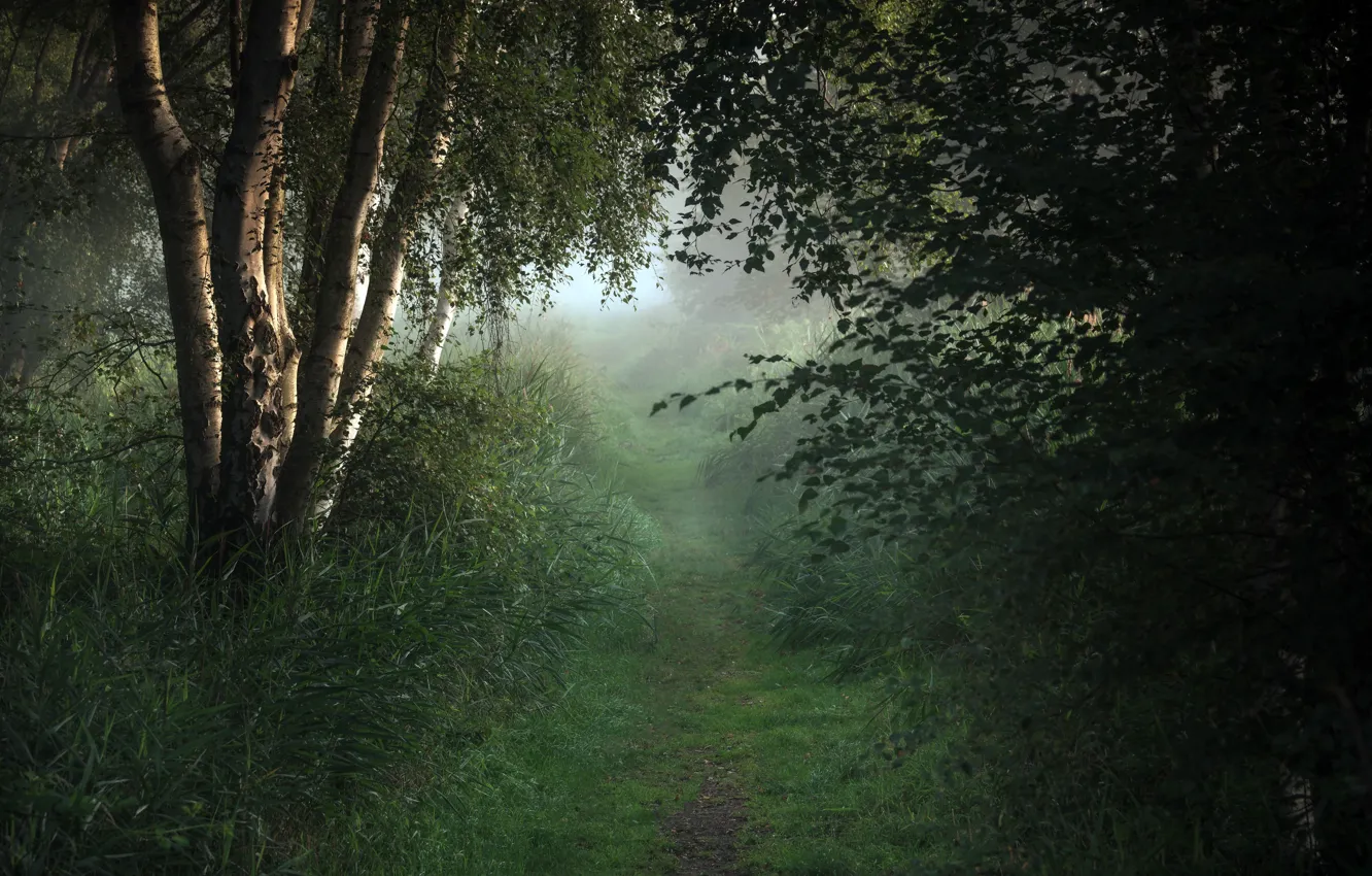 Photo wallpaper forest, fog, birch