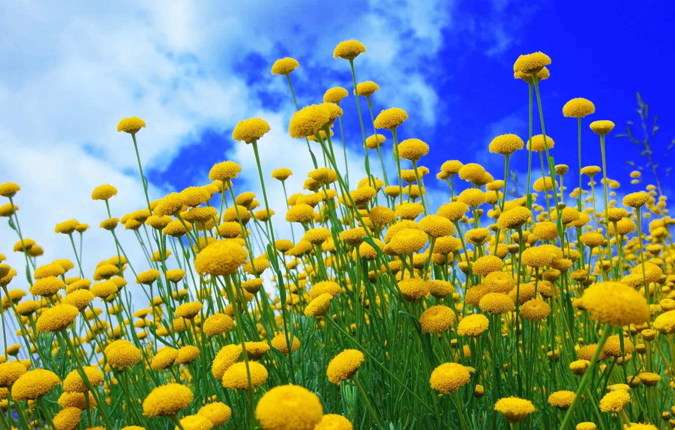 Photo wallpaper summer, the sky, meadow