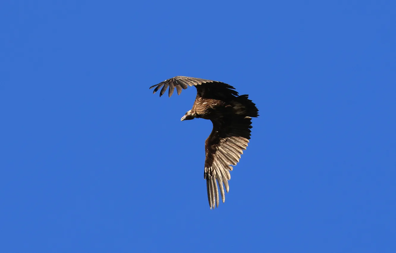 Photo wallpaper flight, predator, blue sky, wingspan, Magov Marat, Black Vulture