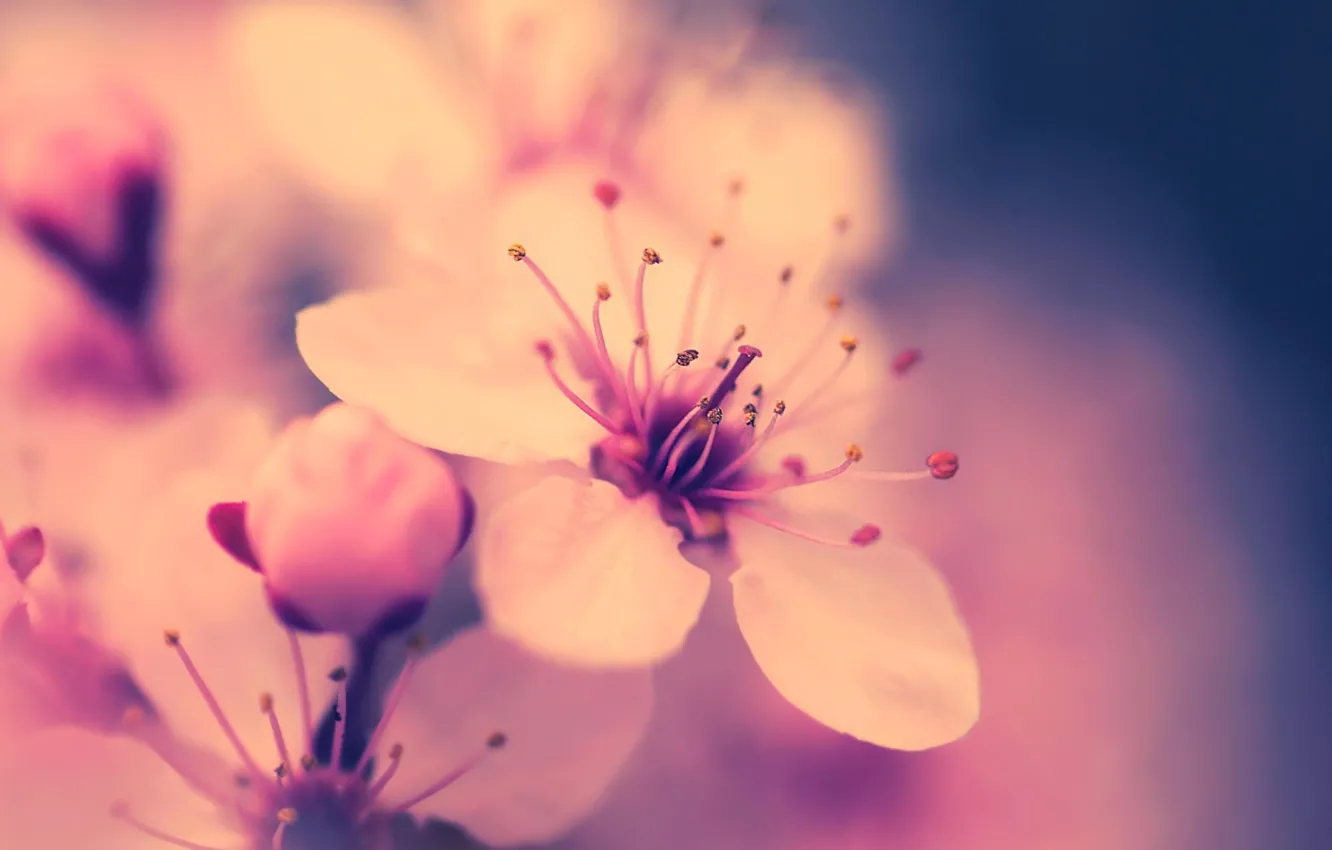 Photo wallpaper flower, macro, cherry, pink, spring, Sakura, flowering