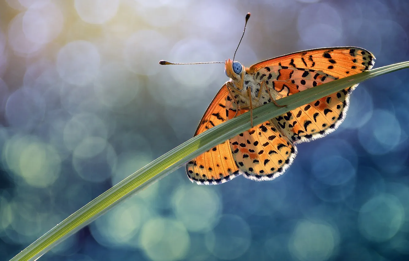 Photo wallpaper macro, light, orange, pattern, butterfly, leaf, insect, red
