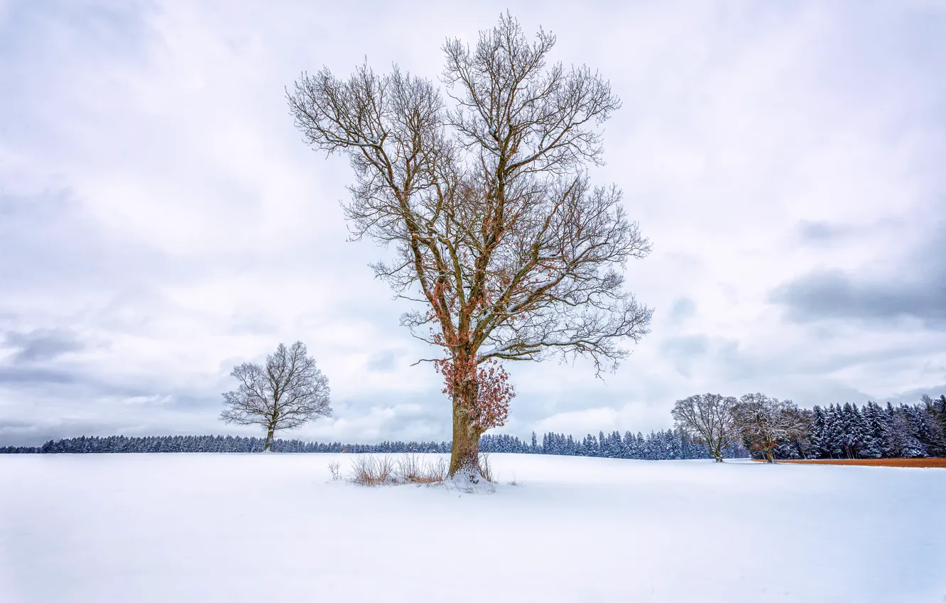 Photo wallpaper winter, field, forest, the sky, snow, trees