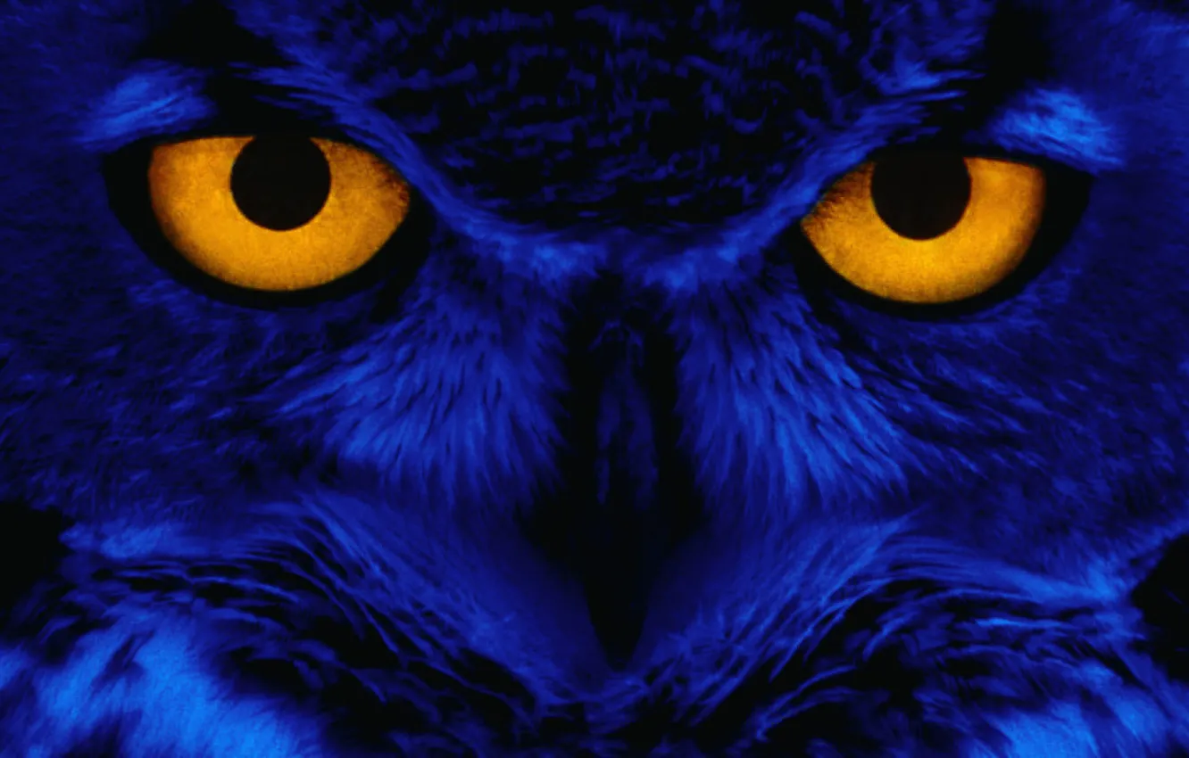 Photo wallpaper eyes, look, blue, owl, bird, Yellow, Eyes, Owl