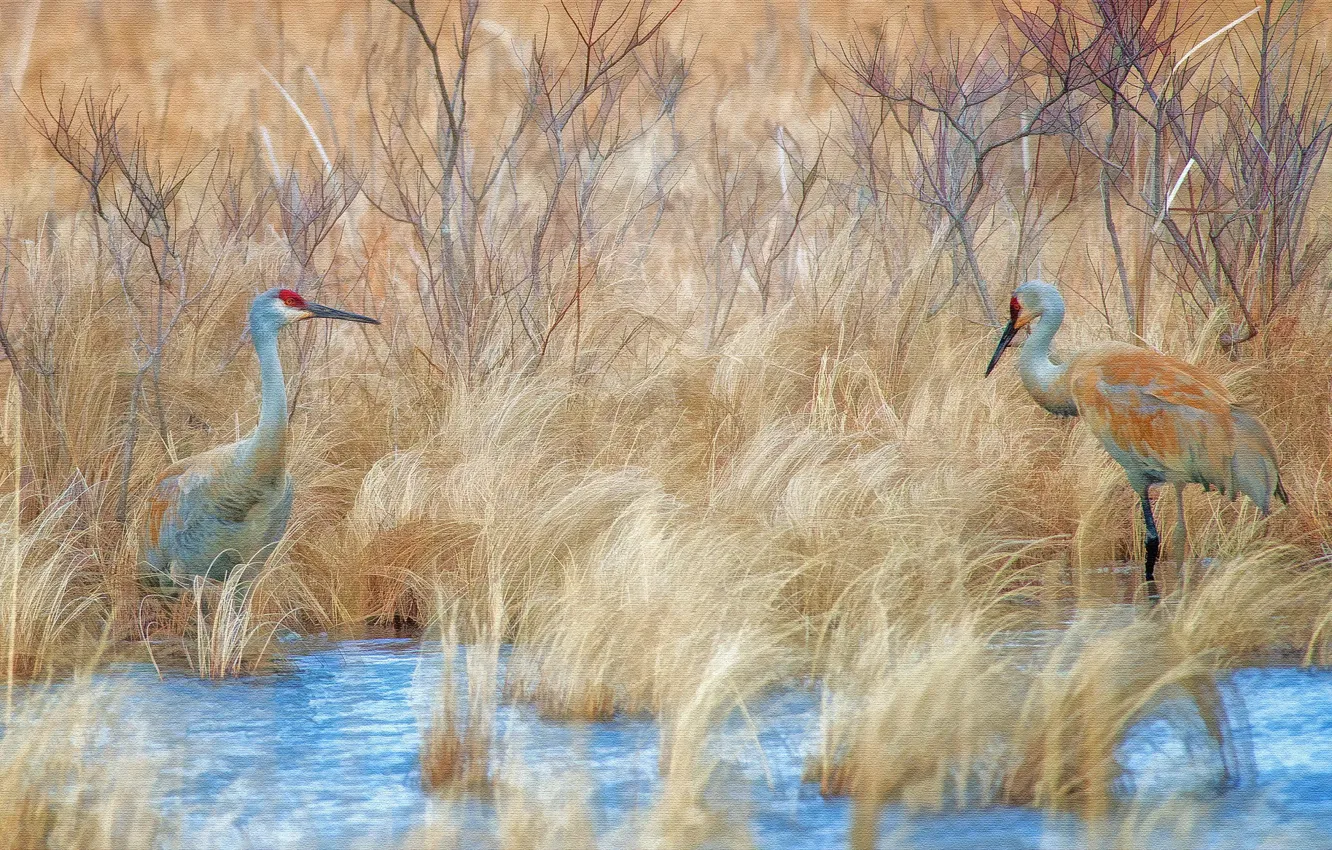 Photo wallpaper nature, style, background, bird