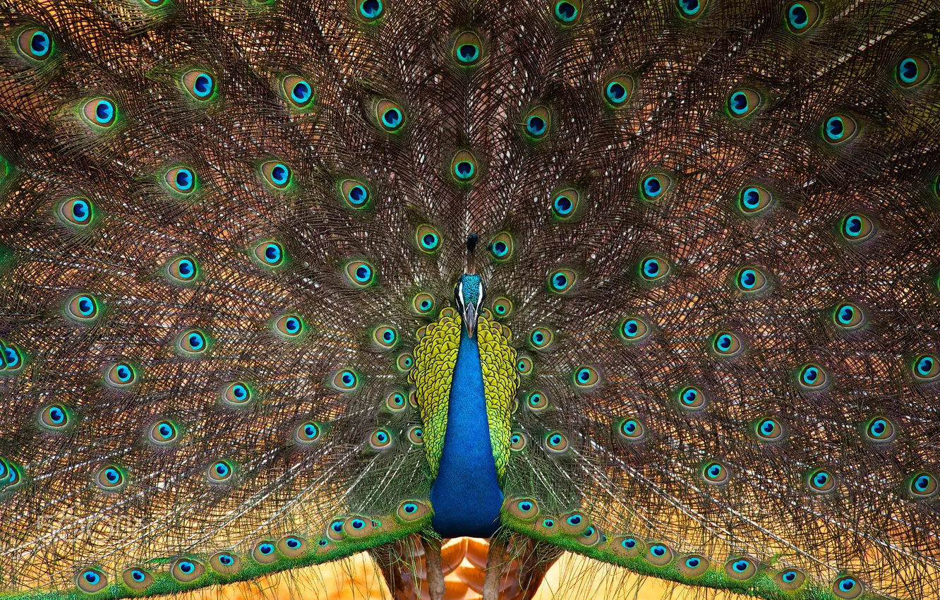 Photo wallpaper bird, beauty, feathers, tail, peacock, symmetry