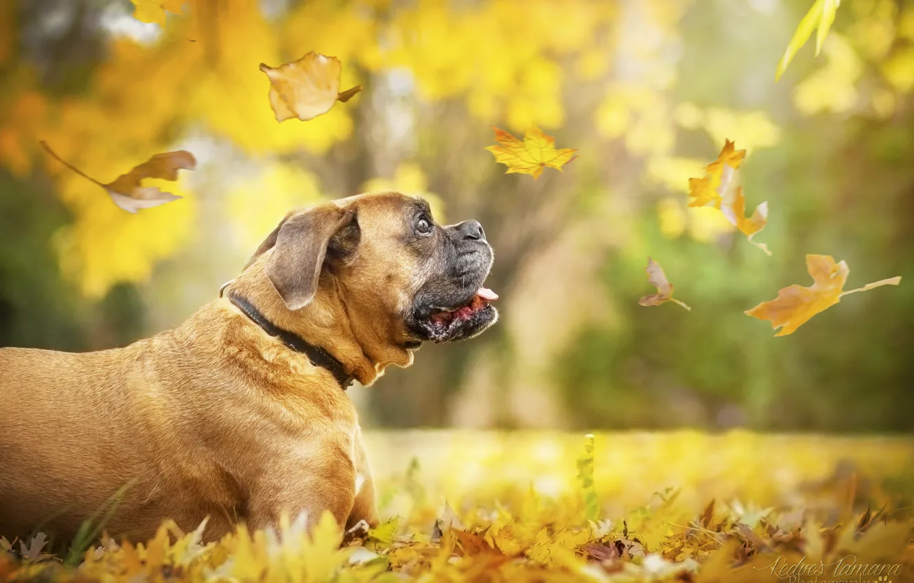 Photo wallpaper autumn, leaves, dog, boxer