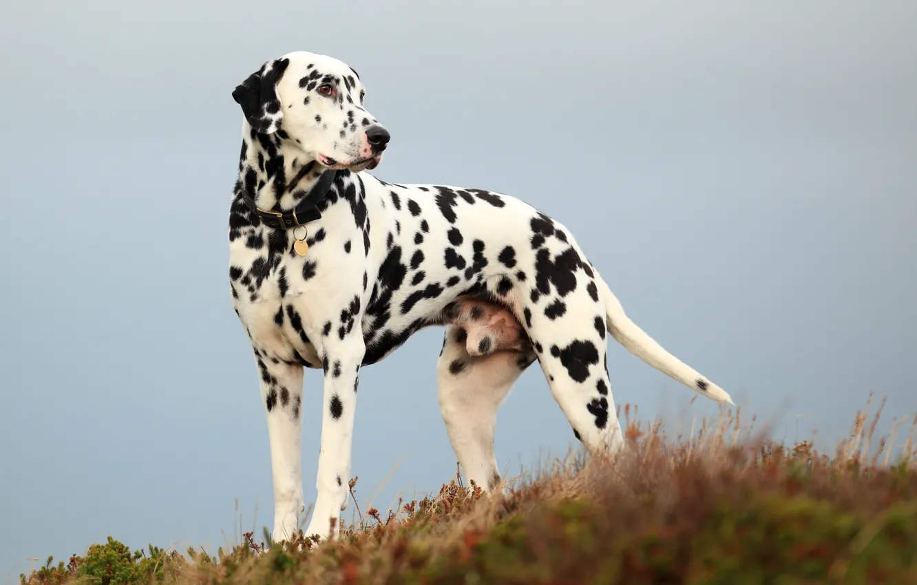 Photo wallpaper field, dog, Dalmatians