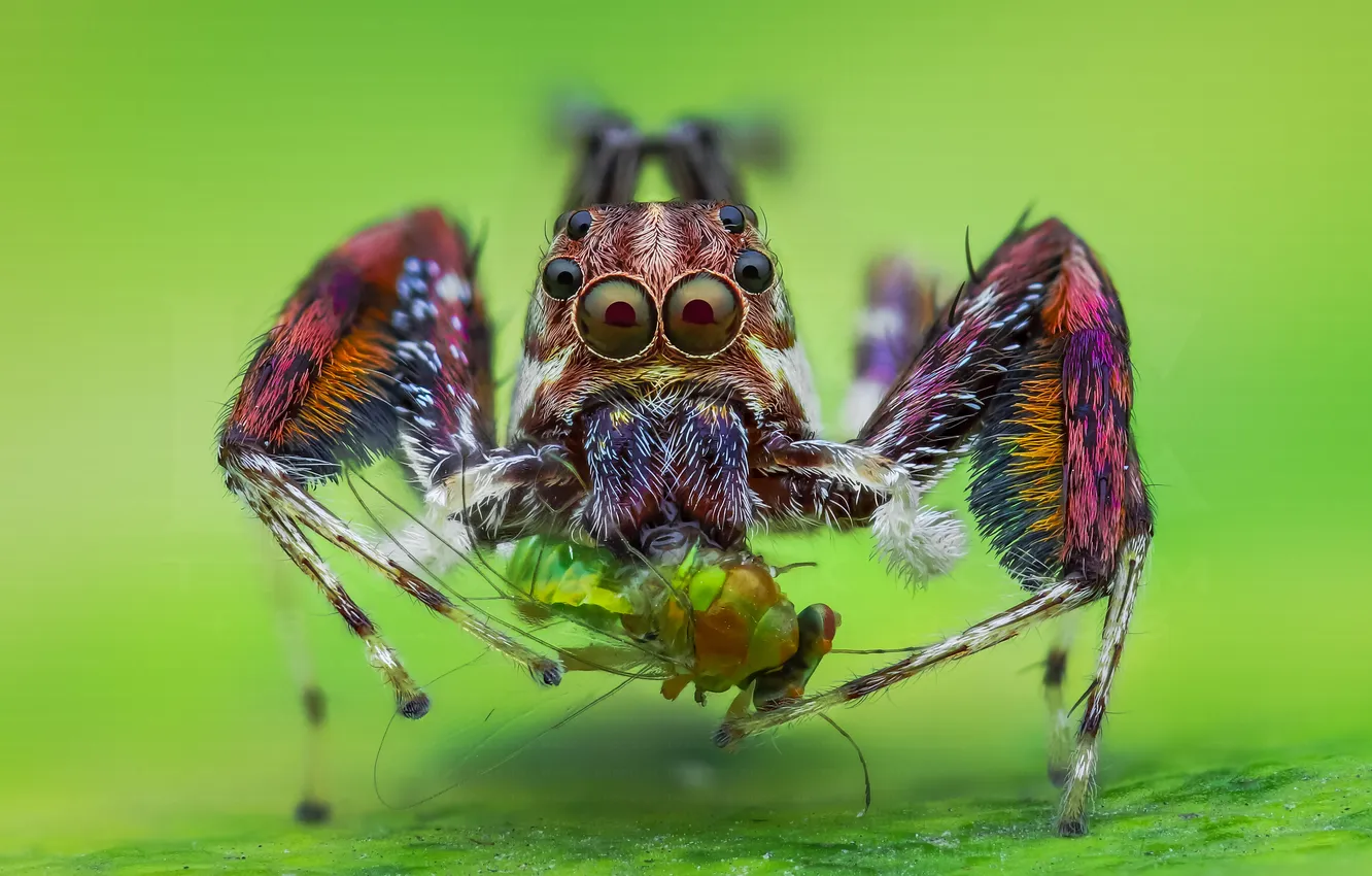 Photo wallpaper macro, eyes, spider, insect, mining, Tran The Ngoc, spider steed