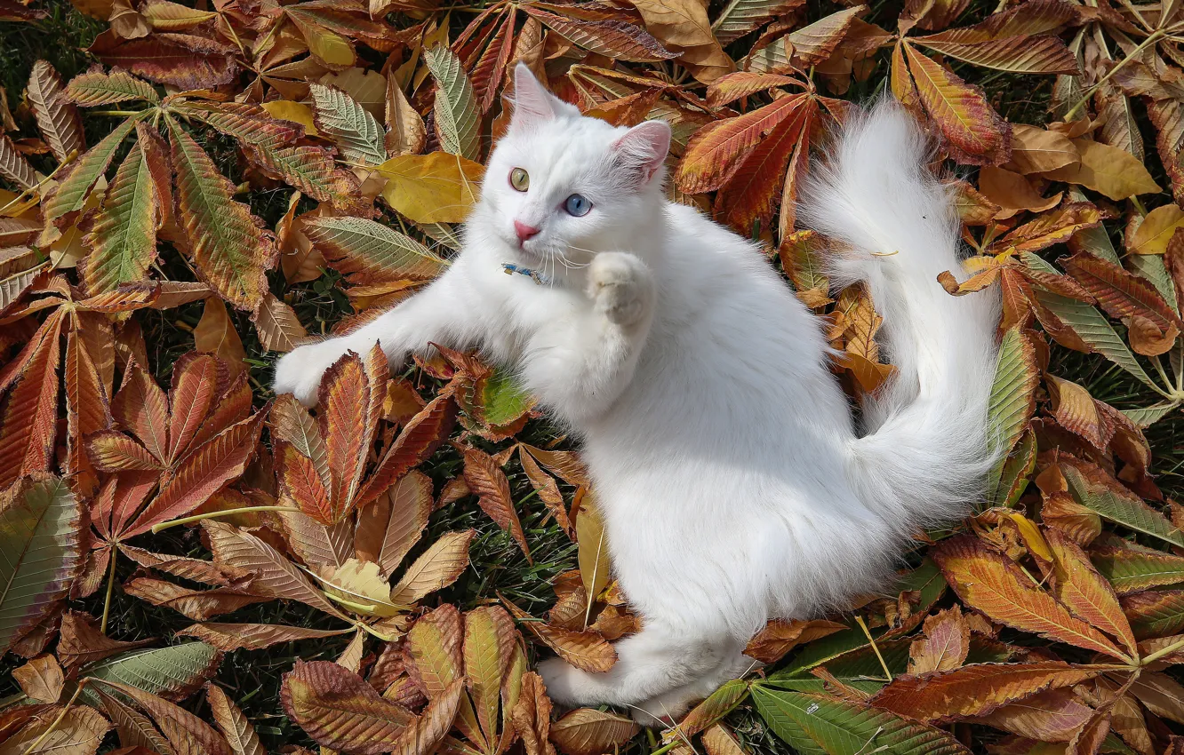 Photo wallpaper Turkey, White cat, Van Cat