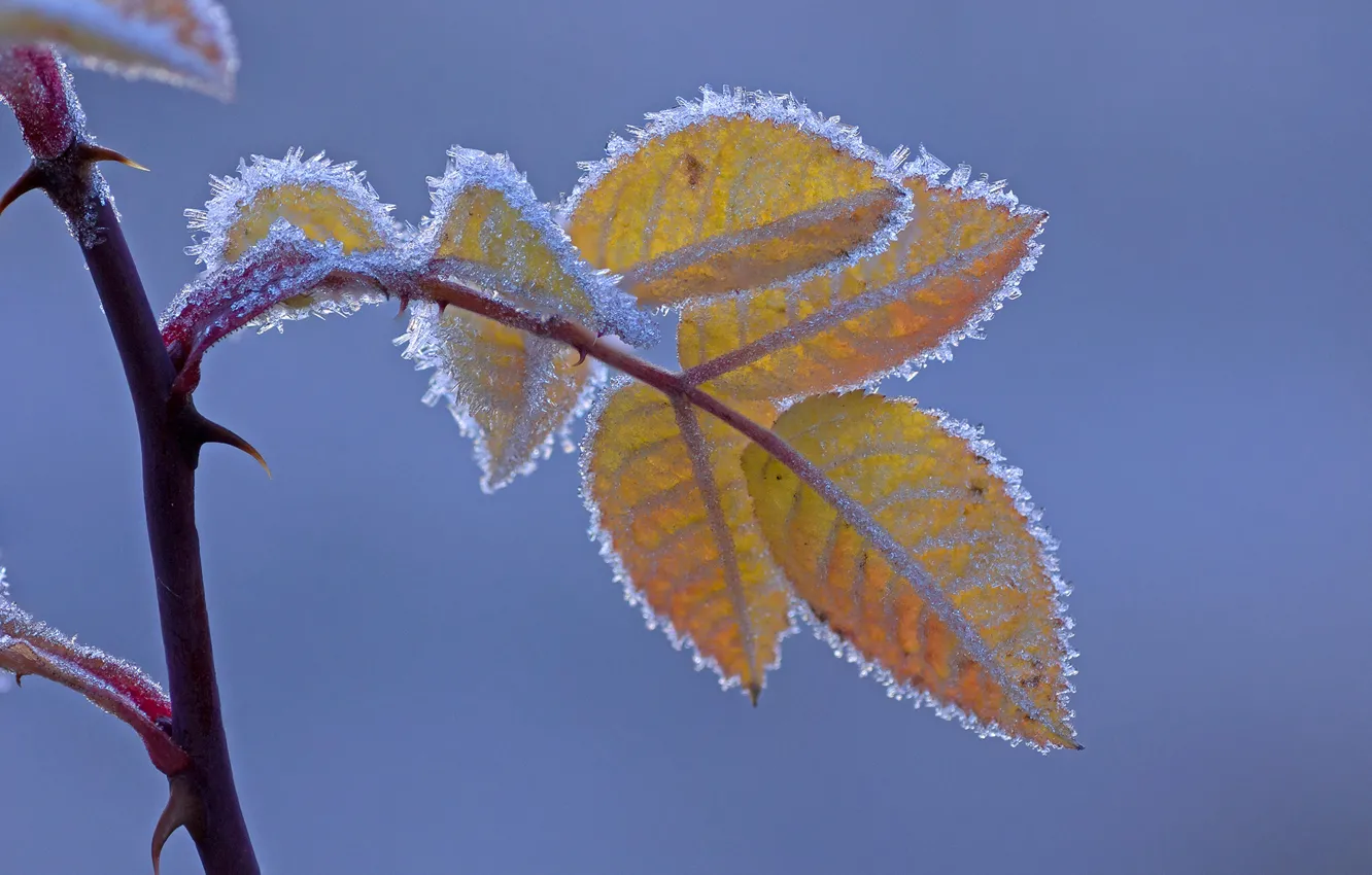 Photo wallpaper frost, autumn, leaves, branches