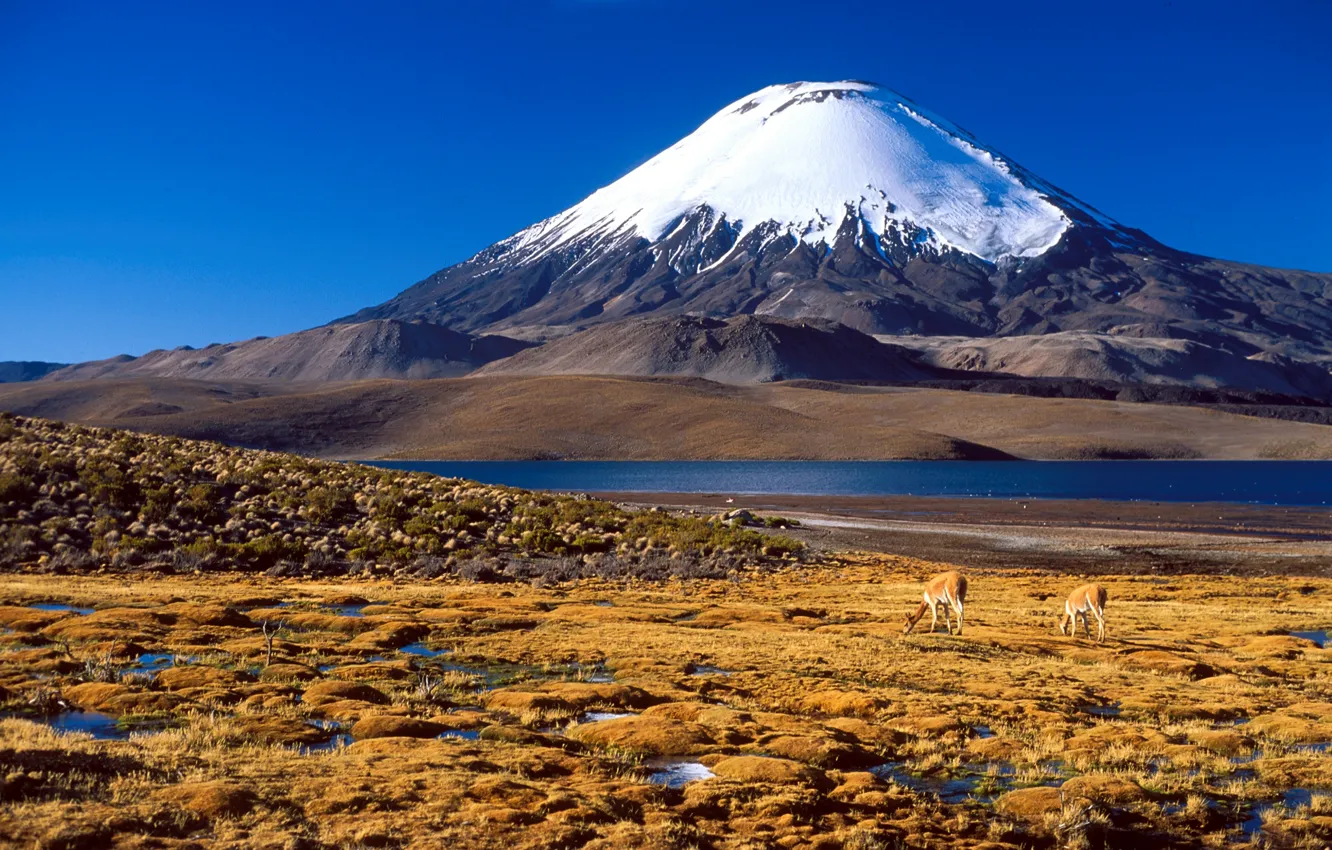 Photo wallpaper snow, mountain, top, Chile, South America, antelope